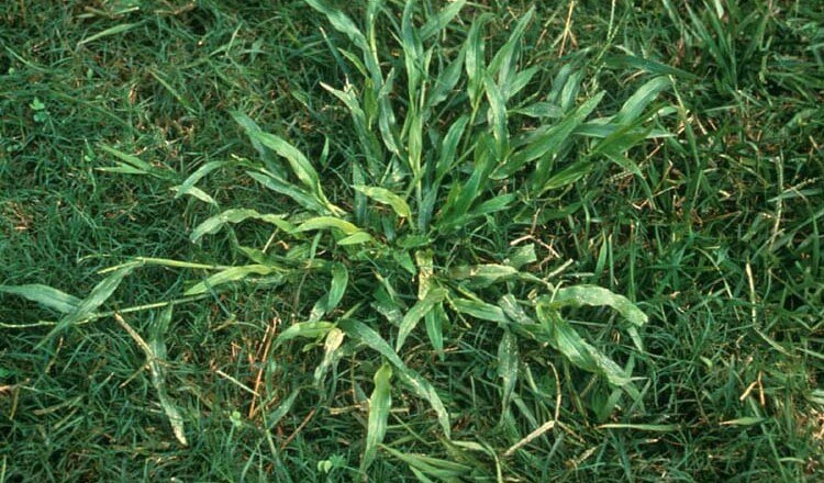 Have a Crabgrass Problem? We Can Help.