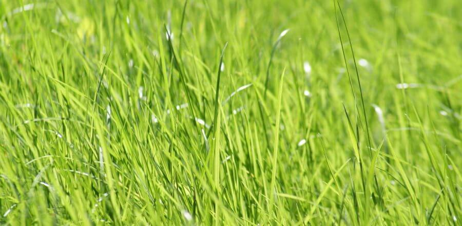 Tips For A Happy, Healthy Lawn
