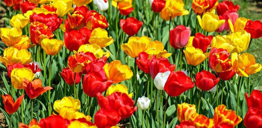 Add Spring Color to your Garden