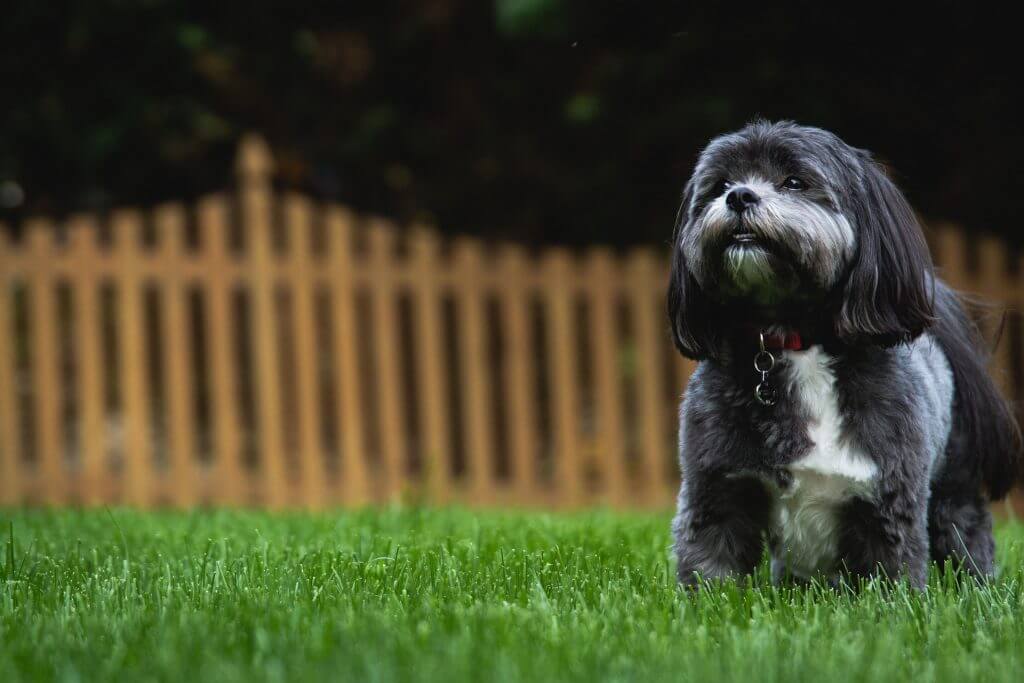 dog in yard