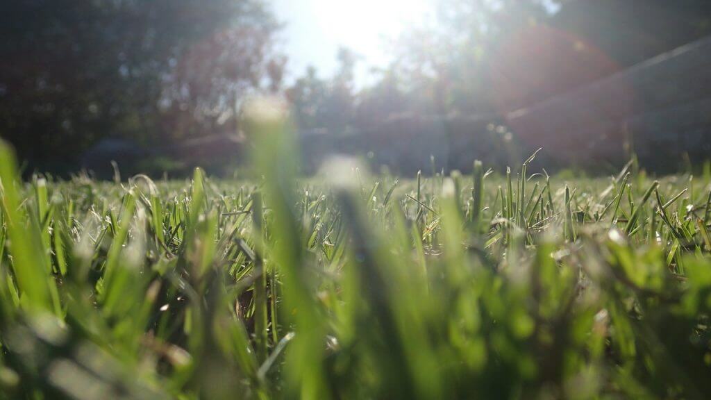 green grass