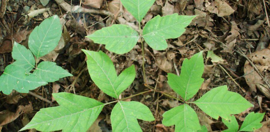Identifying Poison Ivy
