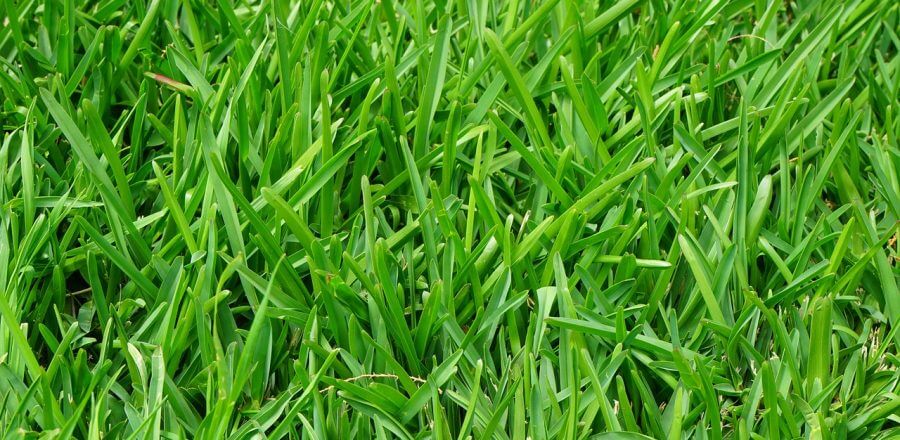Tips For Reviving Your Lawn For Spring