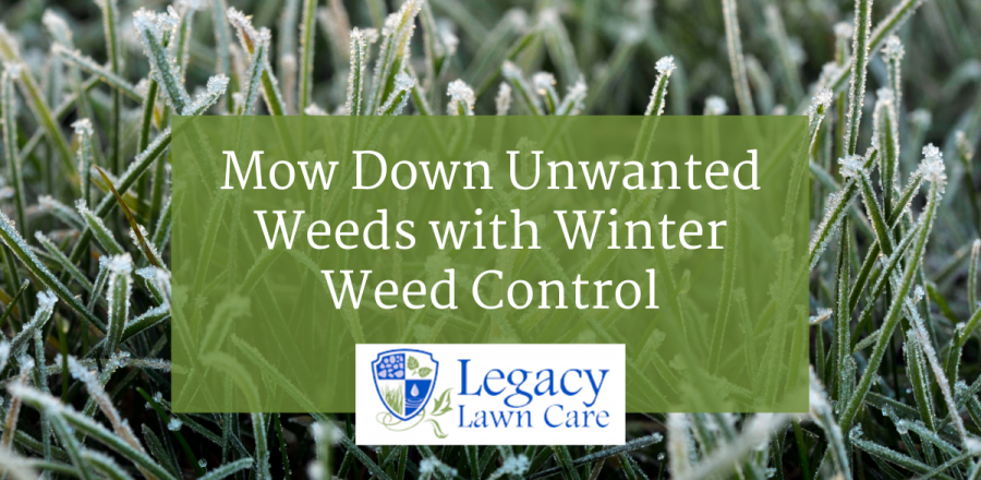 Mow Down Unwanted Weeds with Winter Weed Control
